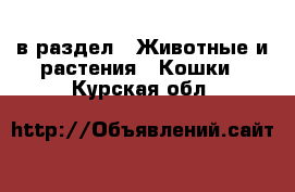  в раздел : Животные и растения » Кошки . Курская обл.